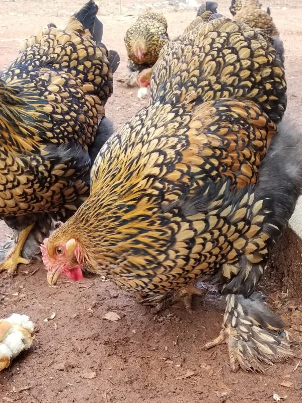 BUY GOLD LACED STANDARD COCHIN