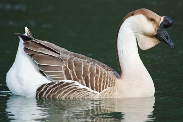 African Geese For Sale