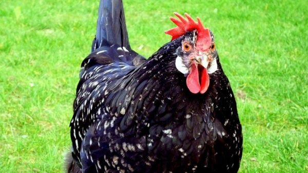Anconas chickens For Sale