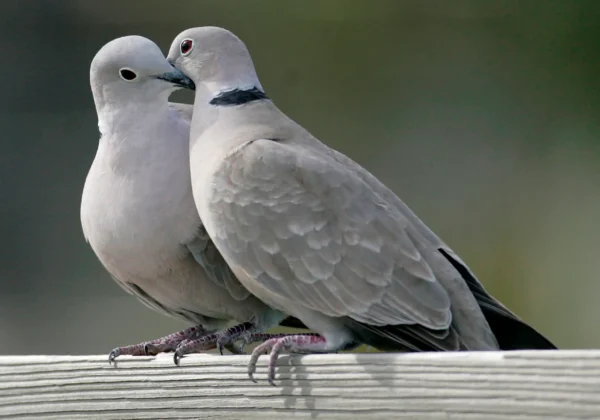 Doves For Sale