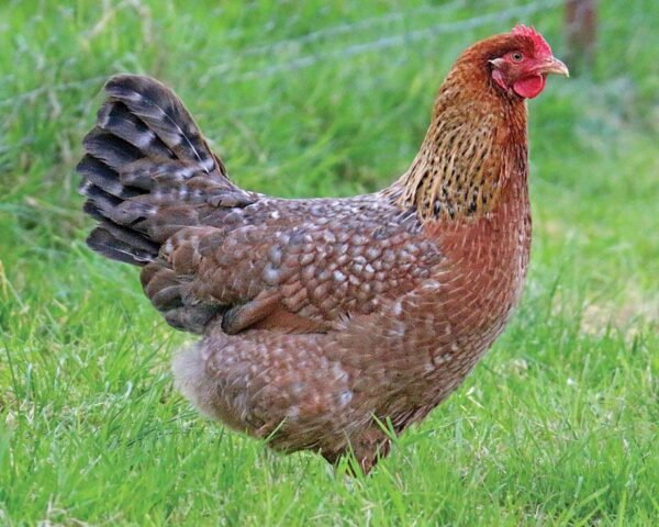 Bielefelder Chicken For Sale