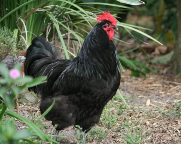 Australorp chickens For Sale