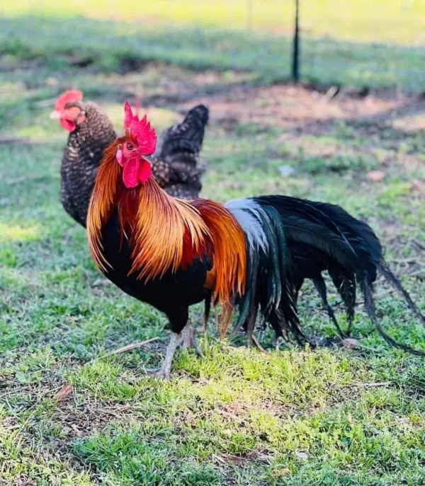 BUY BLACK BREASTED BROWN RED STANDARD OLD ENGLISH