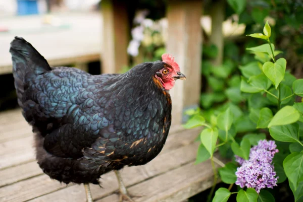 Black Giant Chicken For Sale