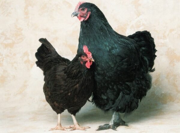 Black Giant Chickens - Image 2