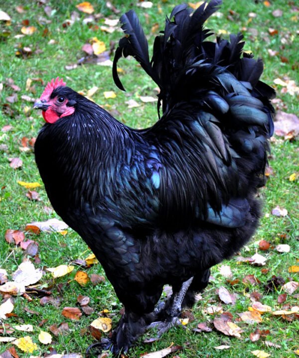 Black Langshan Chicken For Sale