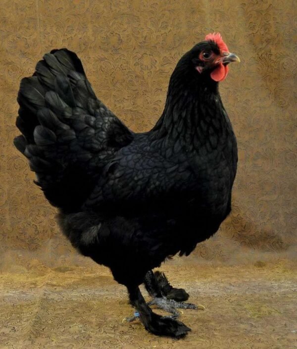 Black Langshan - Image 2