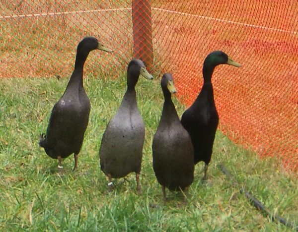 Black Runner Ducks For Sale