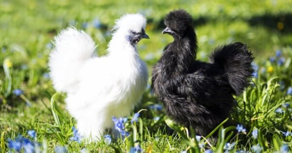 Buy Black Silkie Bantam For Sale - Image 3