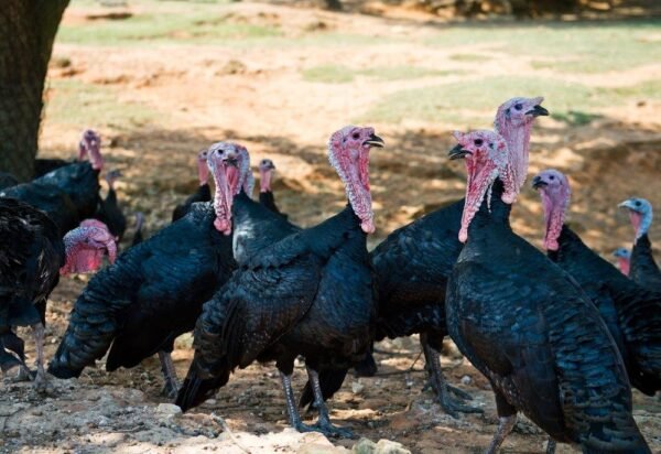 Black Spanish Turkeys For Sale