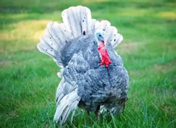 Blue Slate Turkeys For Sale