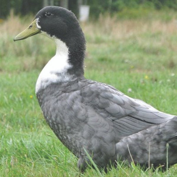 Blue Swedish Duck - Image 2