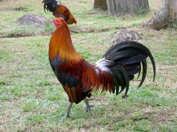 Blueface Hatch For Sale
