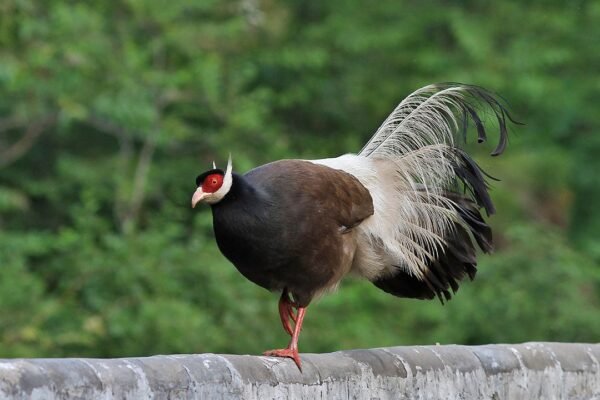 Buy Brown Eared Pheasants For Sale