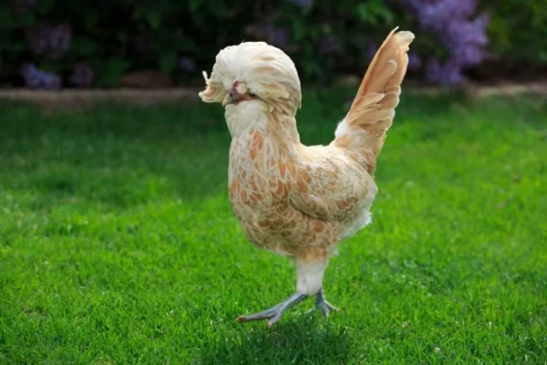 Buff Laced Polish Chicken For Sale