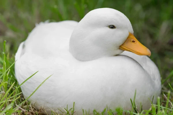 Call Ducks For Sale Near Me