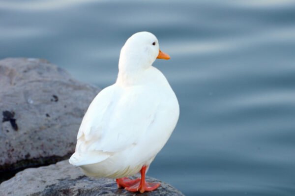Call Ducks - Image 2