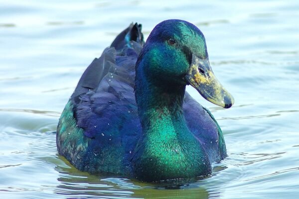Cayuga Duck For Sale Near Me