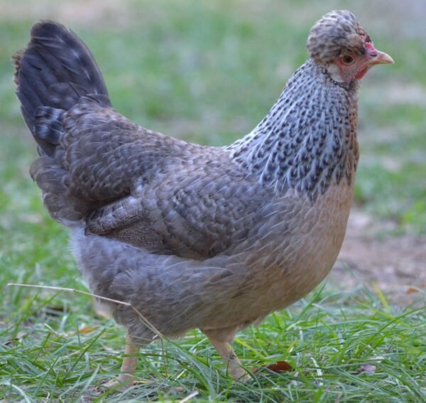 Cream Legbars For Sale