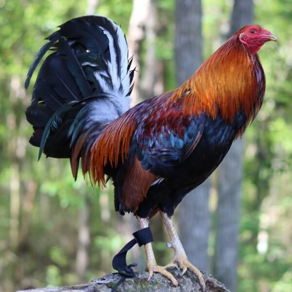 Buy Dark Hatch cock For Sale Now - Image 2