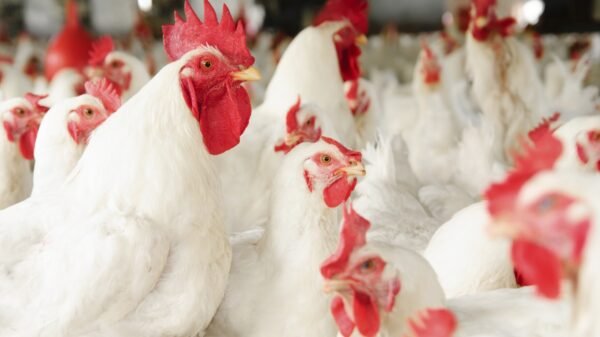 Delaware Broiler Chickens For Sale