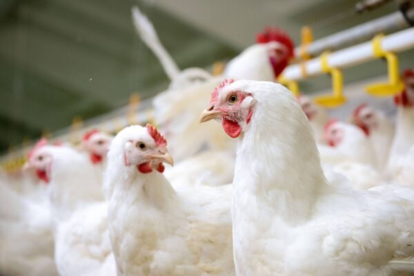 Delaware Broiler Chickens - Image 2