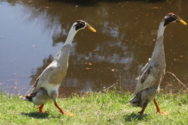 Fawn and White Runner Ducks - Image 2