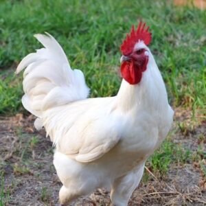 Breese chicken for sale