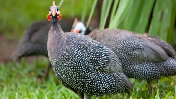 French Guinea Fowl For Sale