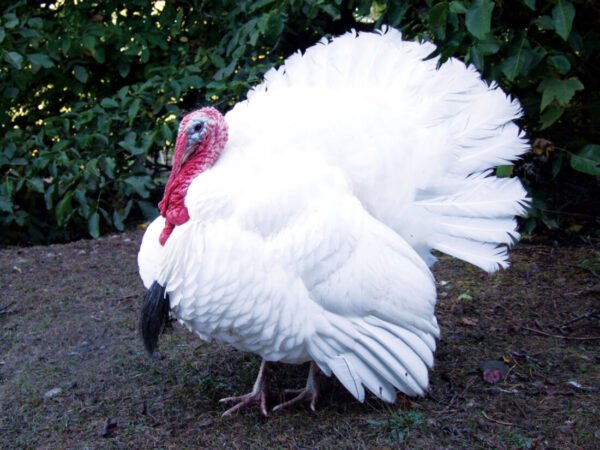 Giant White Turkeys For Sale