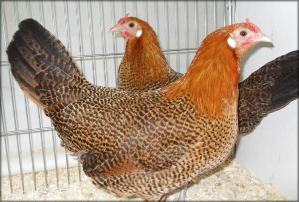 Golden Campines Chickens For Sale