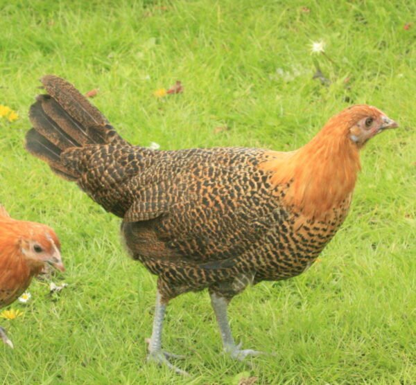 Golden Campines Chickens - Image 2