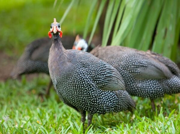Buy Guineas Fowl For Sale - Image 2