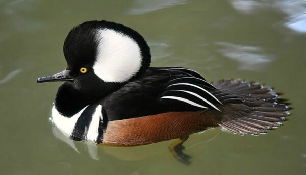 Hooded Merganser Duck For Sale