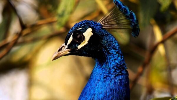 India Blue Peafowl For Sale