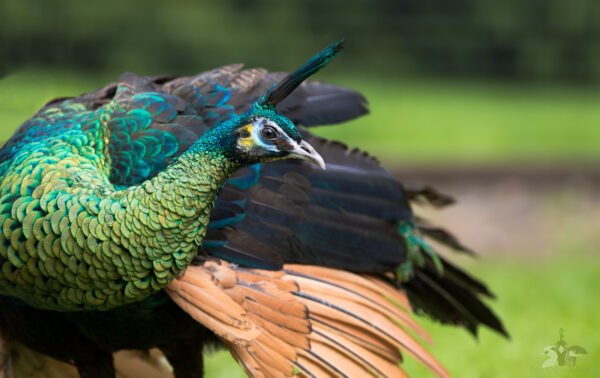 Java Green Peafowl For Sale