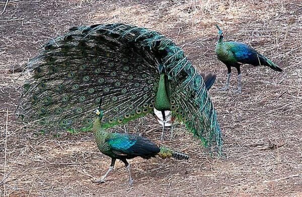 Java Green Peafowl - Image 2