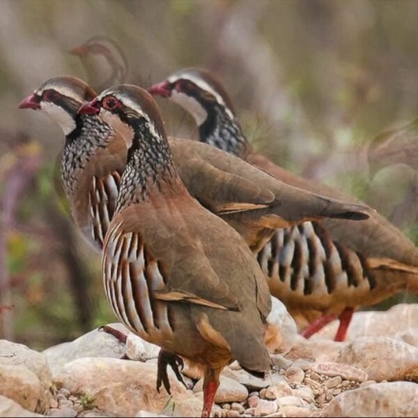 Barbary Partridge For sale
