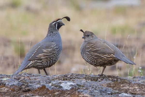 Blue Scale Quail For Sale
