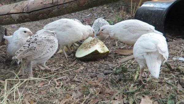 Juvenile White Bobwhite Quail - Image 2