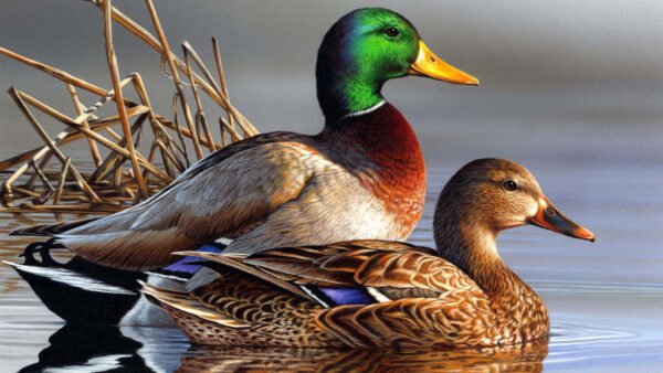Flying Mallard Duck For Sale