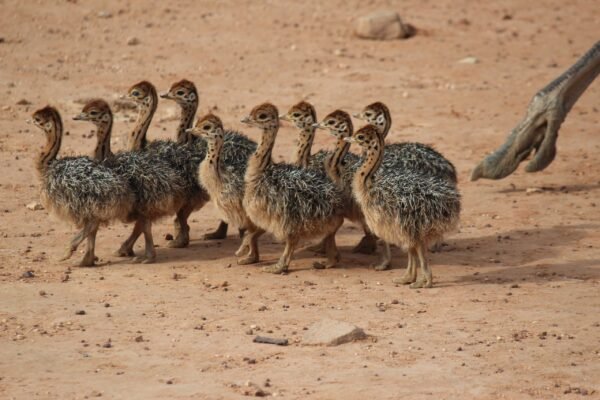 Buy Ostrich For Sale - Image 3