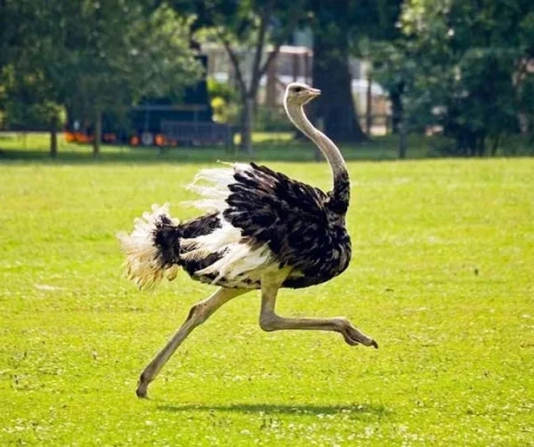 Ostrich For Sale