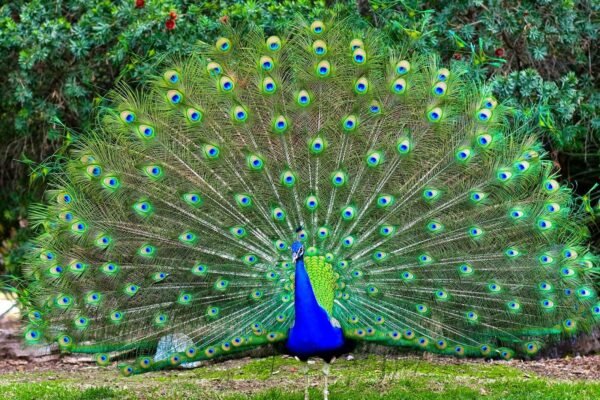 PEAFOWL JUVENILE For Sale