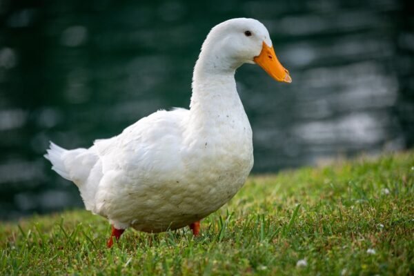 Pekin Duck For Sale