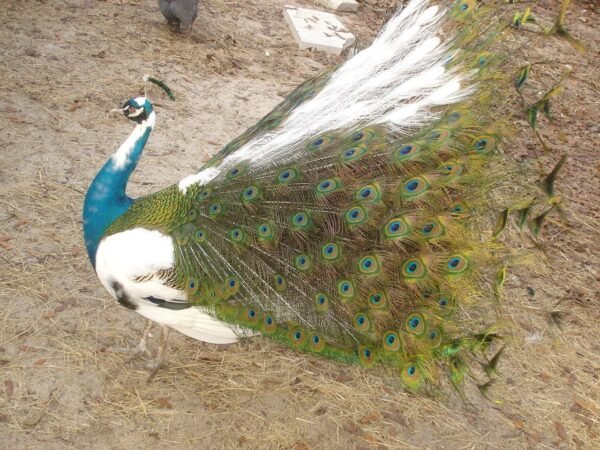Pied India Blue Peafowl - Image 2