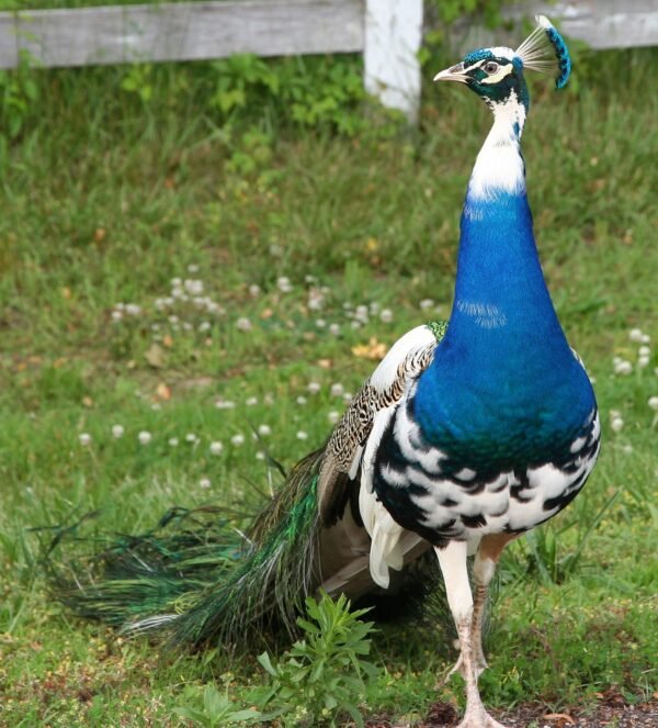 Pied India Blue Peafowl For Sale