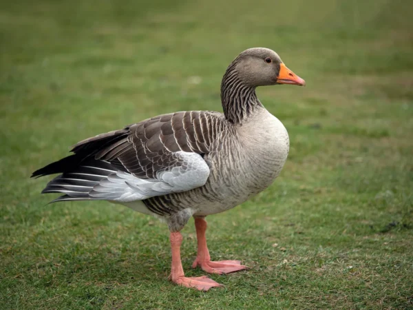 Pilgrim Geese For Sale