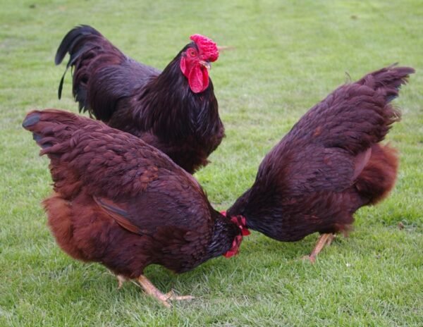 Rhode Island Red chickens For Sale