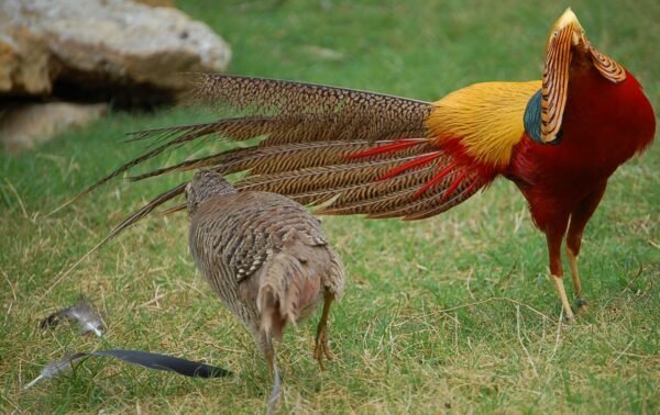 Red Golden Pheasants For Sale